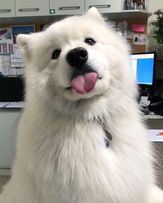 Cuties Puppies (@cutiespuppies) on Twitter photo 