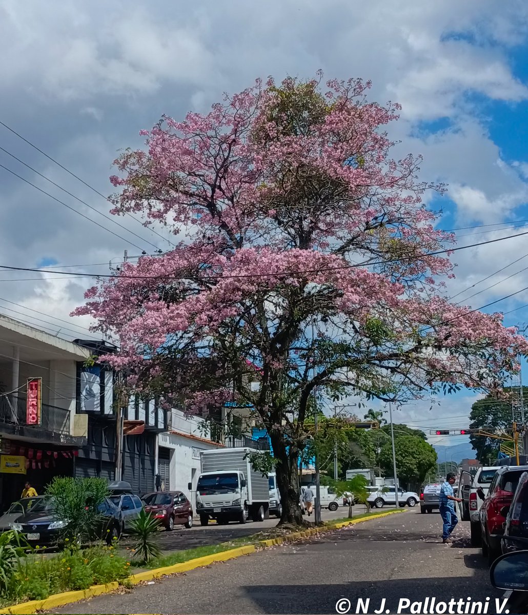 NJPallottiniV's tweet photo. Apamates.

San Cristóbal - Venezuela.

#apamates #photographer #picture #Fotos #postal #capture #Travel #SanCristobal #Tachira #Venezuela #NaturePhotography https://t.co/DAjZdCOeXU