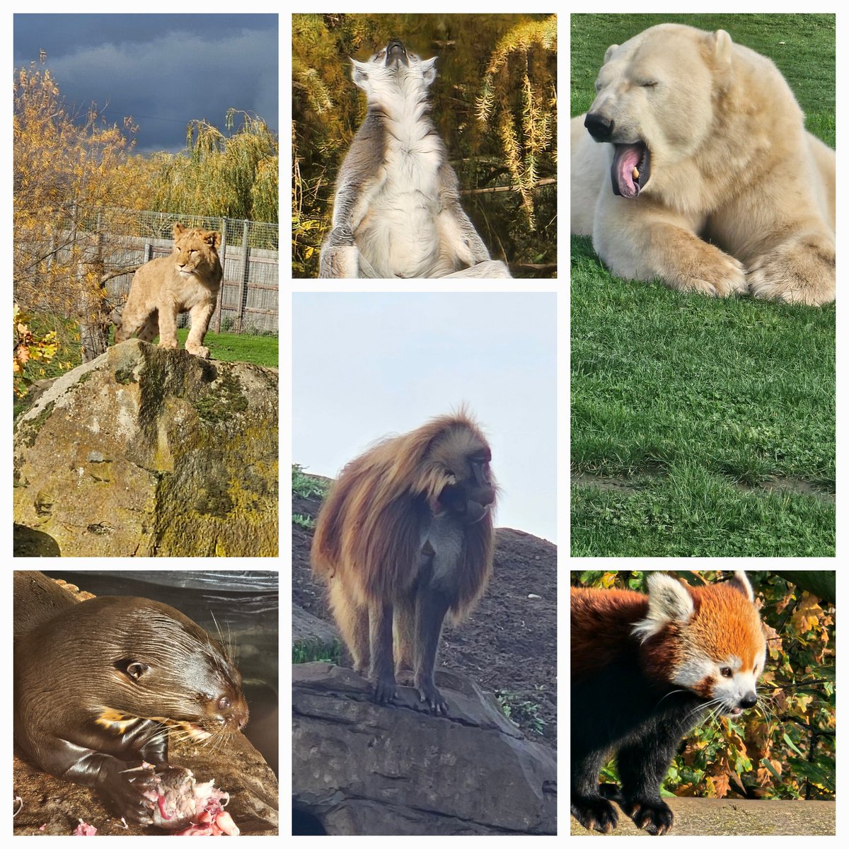 Lovely stay at <a href="/YorkshireWP/">Yorkshire Wildlife Park 🦁</a>