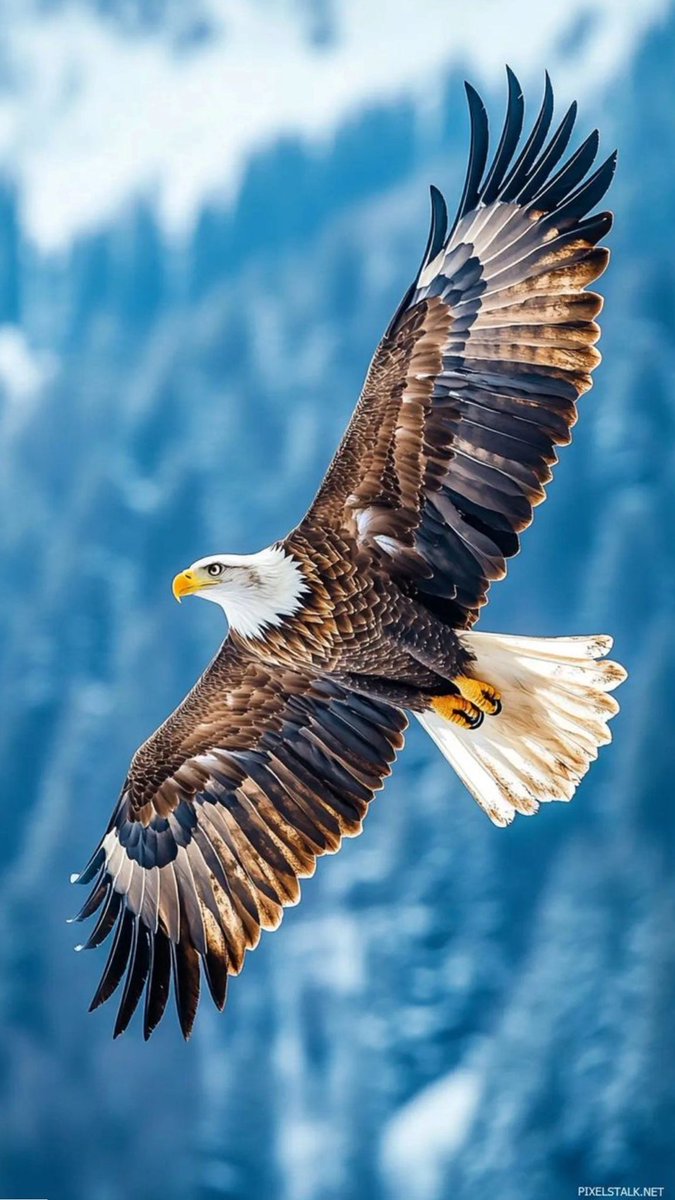 Eagle's journey, nation's glory.