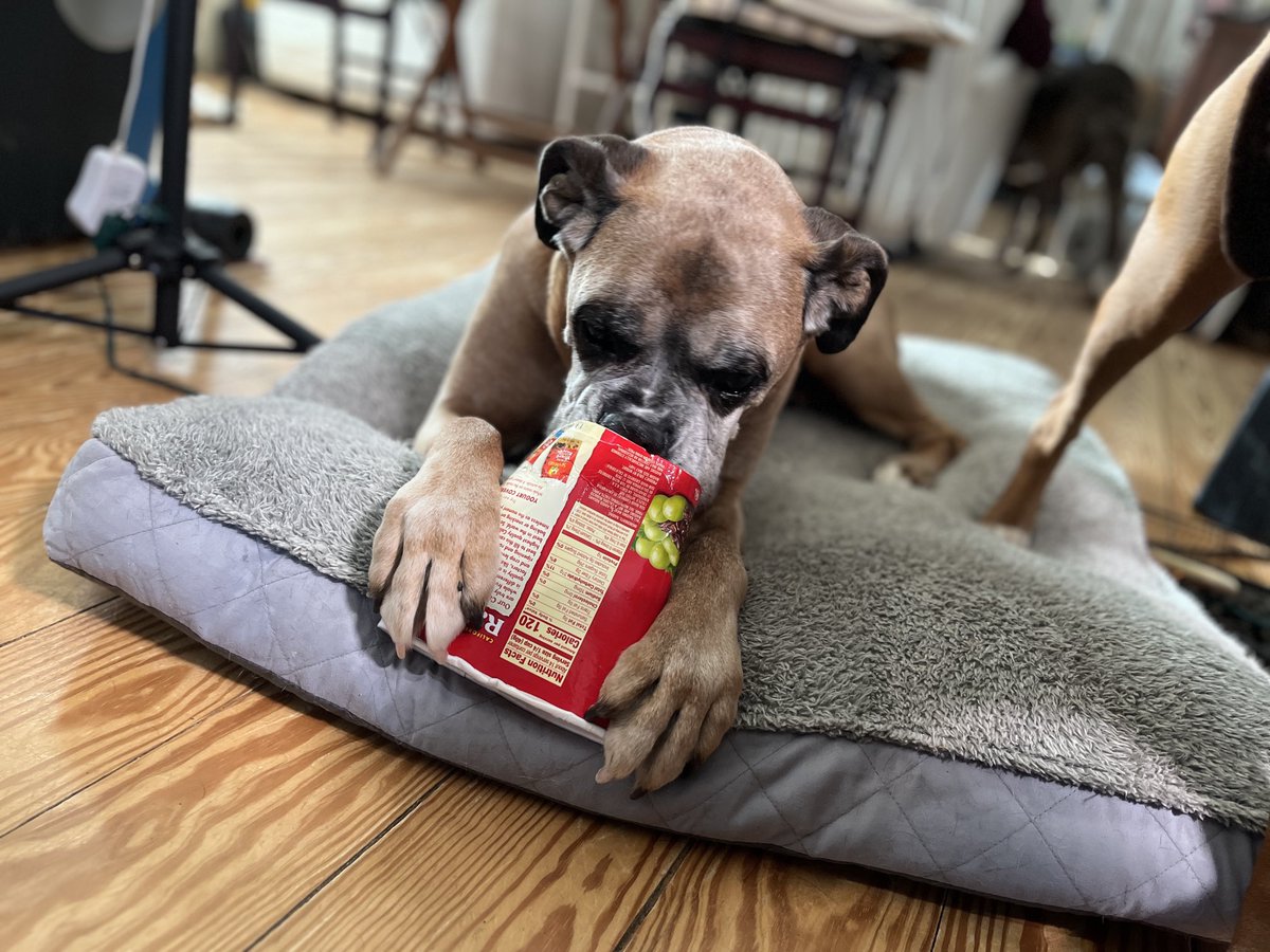 ❤️💋😭Forever ❤️ Bubba 🐾🕊️❤️
#BoxersAreForever #Adopt #rescuedogs #volunteer #followus #donate PayPal.Me/BoxerRescueVT