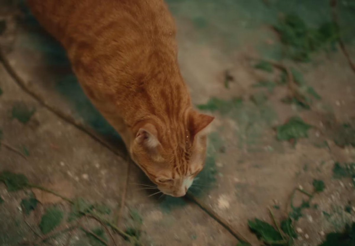 Capibara el hijo de las Clairebell