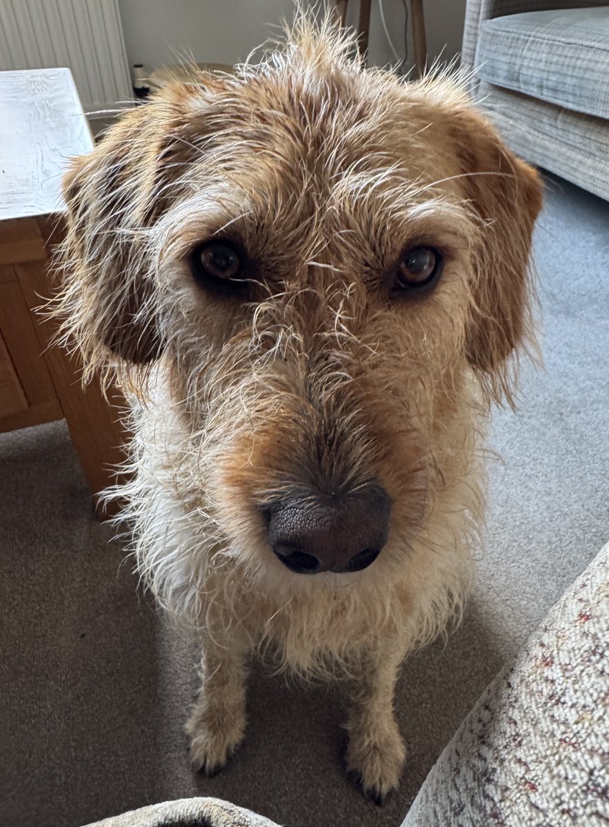 Someone couldn’t resist the full face immersion when they were told to have a paddle to wash their muddy paws. 
#Labradoodle