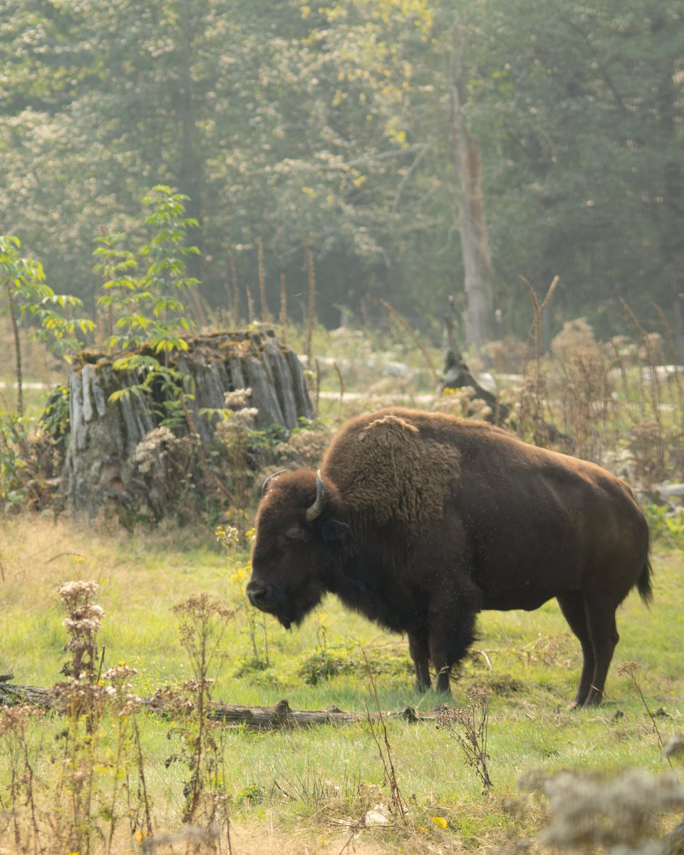 vancouverzoo tweet picture