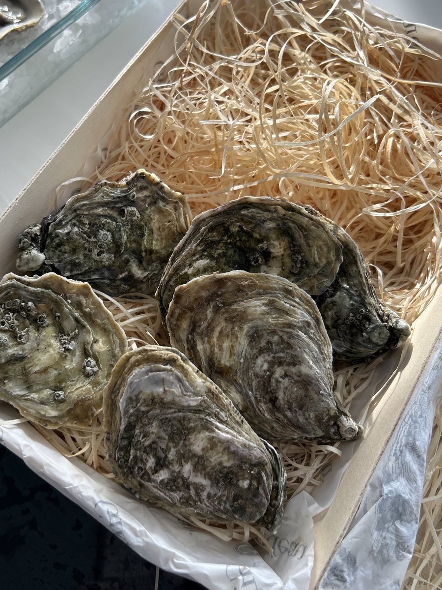 peacearhpn's tweet image. 🤓🦪🍽️✨ #peacearhpn