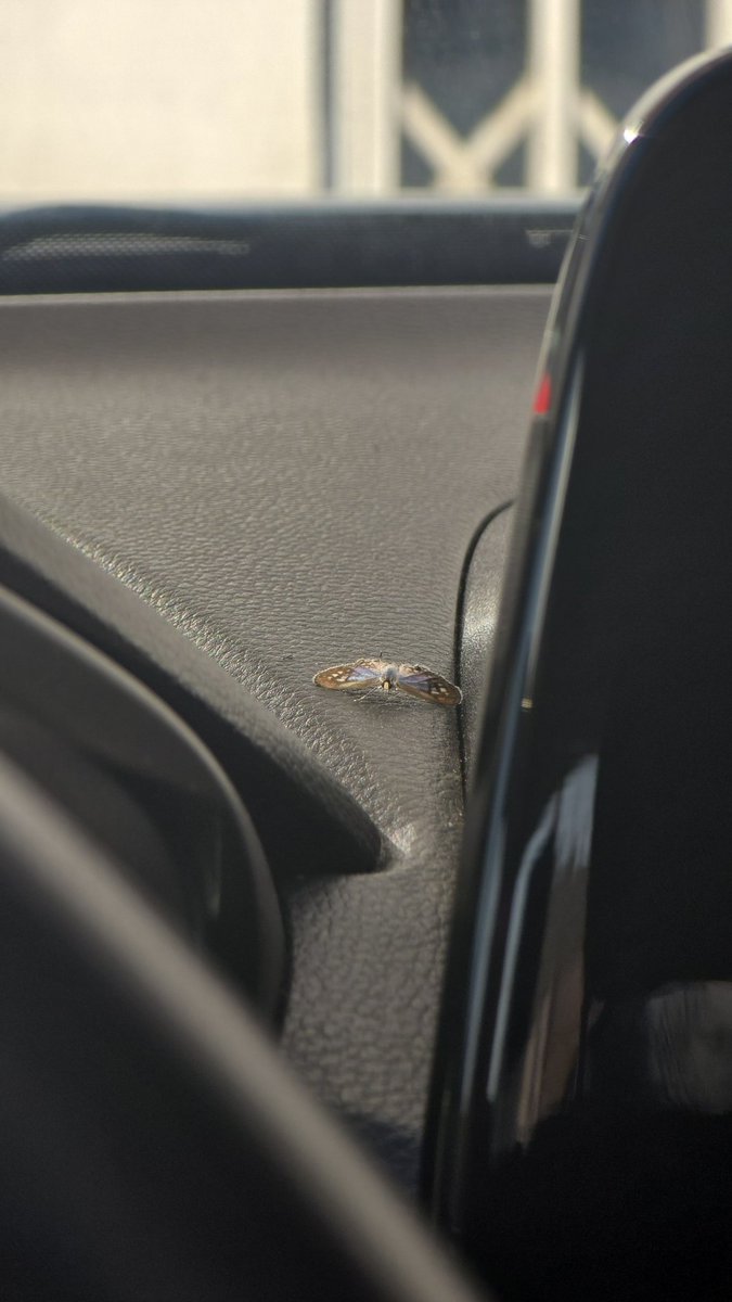 PCYLAILA's tweet image. 🦋