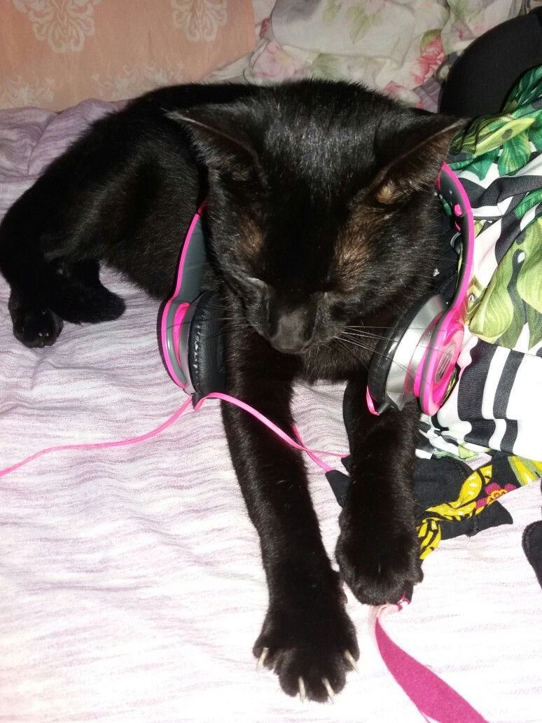 kyo:子 tweet media