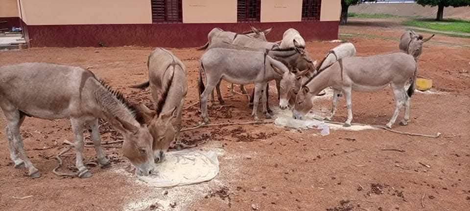 LiberiaAnimal's tweet image. The dry season starts this December in Kankan, Guinea, a tough time when #workinganimals struggle for water and food. @LiberiaAnimal has been their lifeline since 2019, but we urgently need your support. Please donate at liberiaanimalwelfaresociet.org and share to save a life.