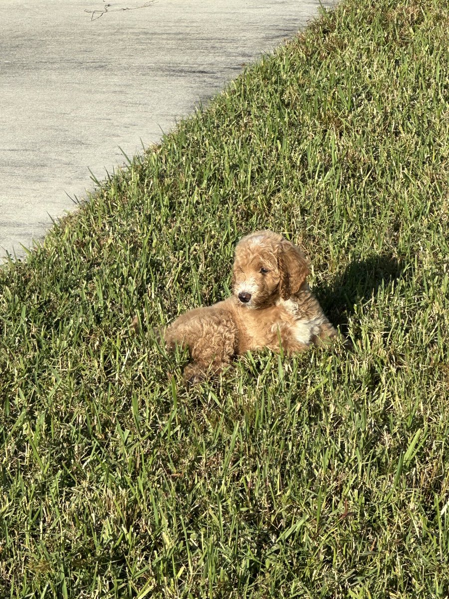 Foreign_Muva's tweet photo. Golden doodle momma 👑 https://t.co/rfA0p63ESM