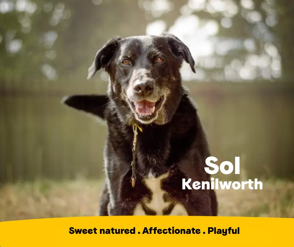 Dogs Trust 💛🐶 tweet media