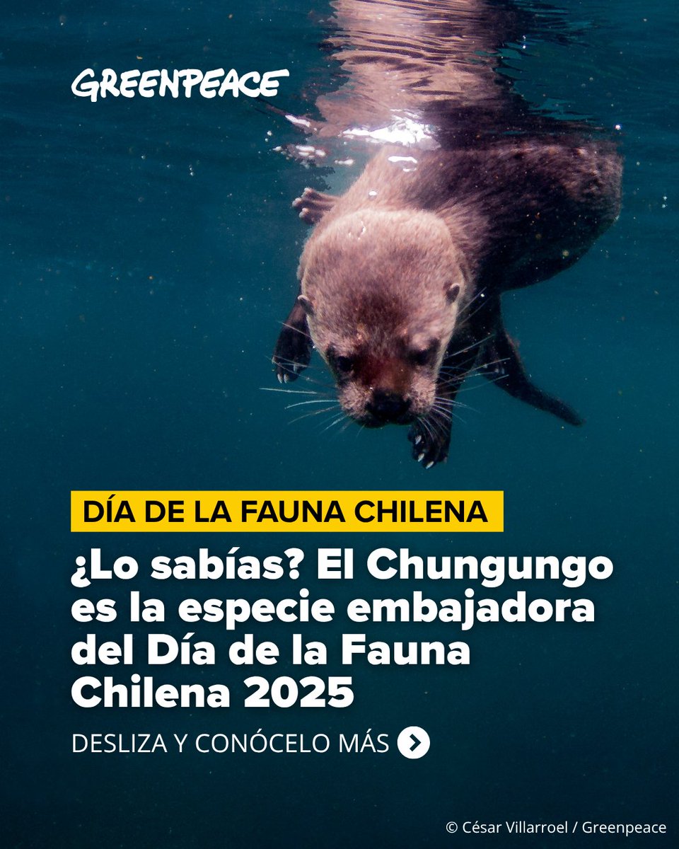 GreenpeaceCL's tweet image. Lo sabías? El #Chungungo, fue elegido como la especie embajadora del Día de la #FaunaChilena 2025! 💚

👉 El Chungungo es la #nutria más pequeña del mundo y una especie que habita en la costa del Pacífico de #Sudamérica, presente principalmente en #Chile. 

Cumple un rol