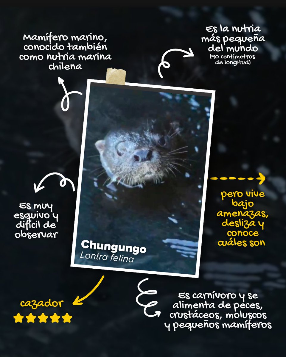 GreenpeaceCL's tweet image. Lo sabías? El #Chungungo, fue elegido como la especie embajadora del Día de la #FaunaChilena 2025! 💚

👉 El Chungungo es la #nutria más pequeña del mundo y una especie que habita en la costa del Pacífico de #Sudamérica, presente principalmente en #Chile. 

Cumple un rol