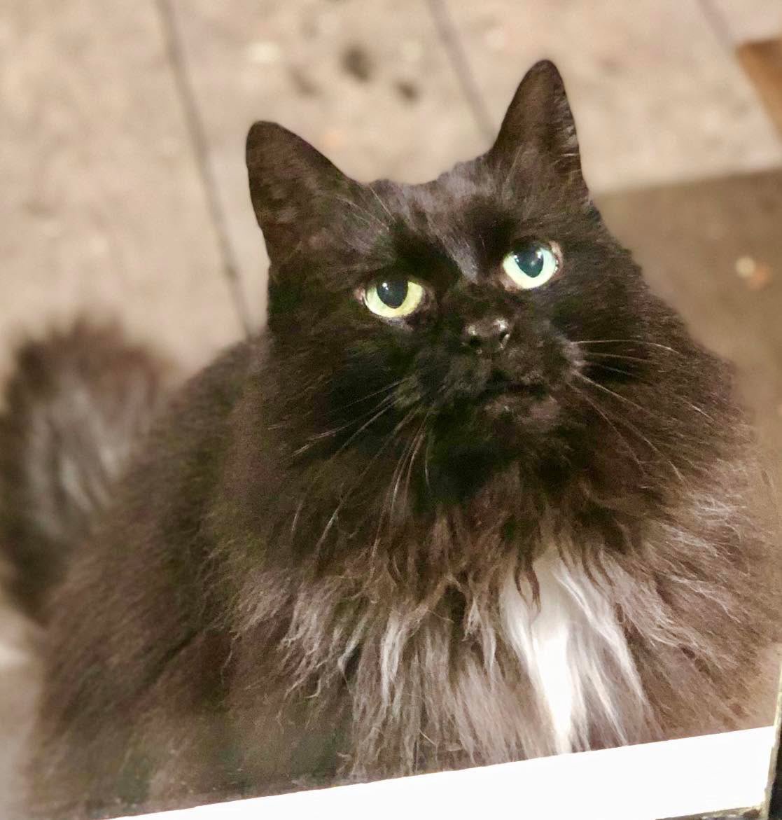 Mr Lumpy & Friends tweet media