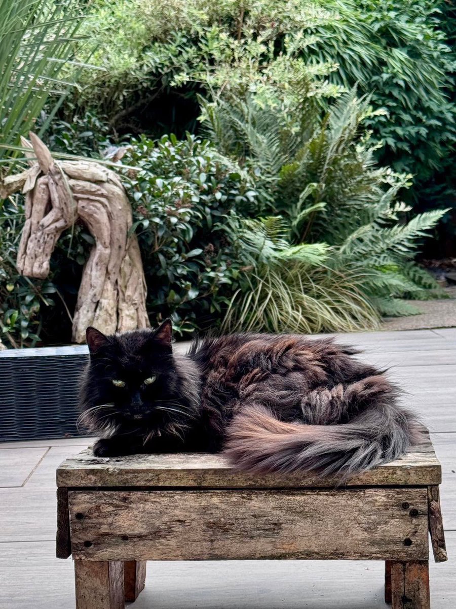 Mr Lumpy & Friends tweet media