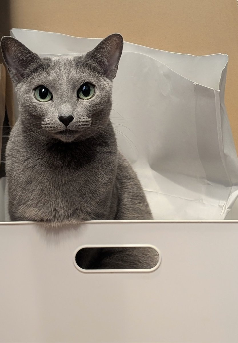 紙の資源ごみ入れに「ねこのばしょですが？」という顔で居座り続けるねこちゃん