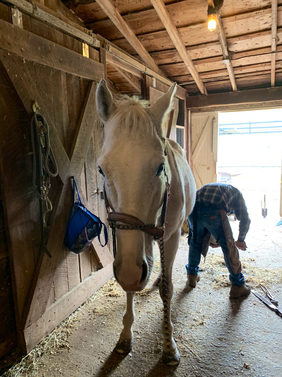 9yrs ago FISH TRAPPE ROAD won the Dwyer Stakes at Belmont, running today at 12:40. This boy just had special front shoes put on to help his many health issues from racing in Puerto Rico. Tune in to Fox to see a short clip on him &amp; his new life <a href="/racingforhome/">Racing for Home, Inc</a> #Donate 🩵