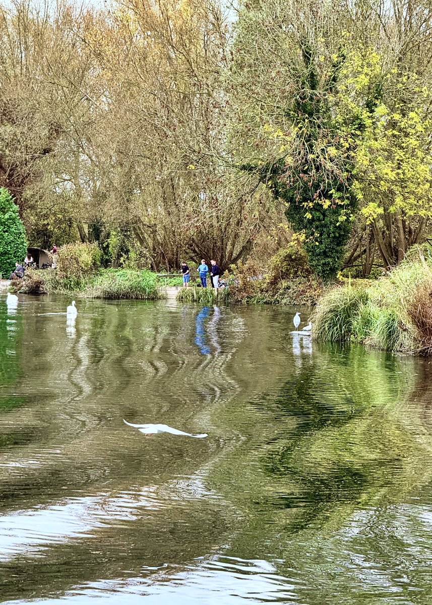 Ripples in the reflections. 

#welwyngardencity #stanboroughlakes #lake #reflection