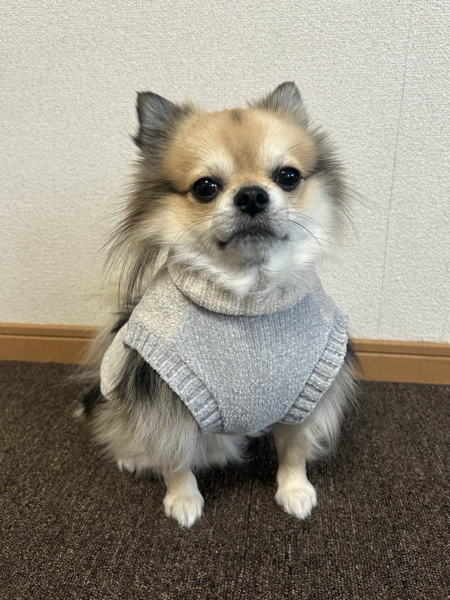 _ponta1116's tweet photo. ←マッチングアプリで会う約束した犬
　　　　　　　　　　　実際に来た犬→
#チワワ #ポメラニアン #ポメチワ
 #犬のいる暮らし https://t.co/ObLzQT6ym8