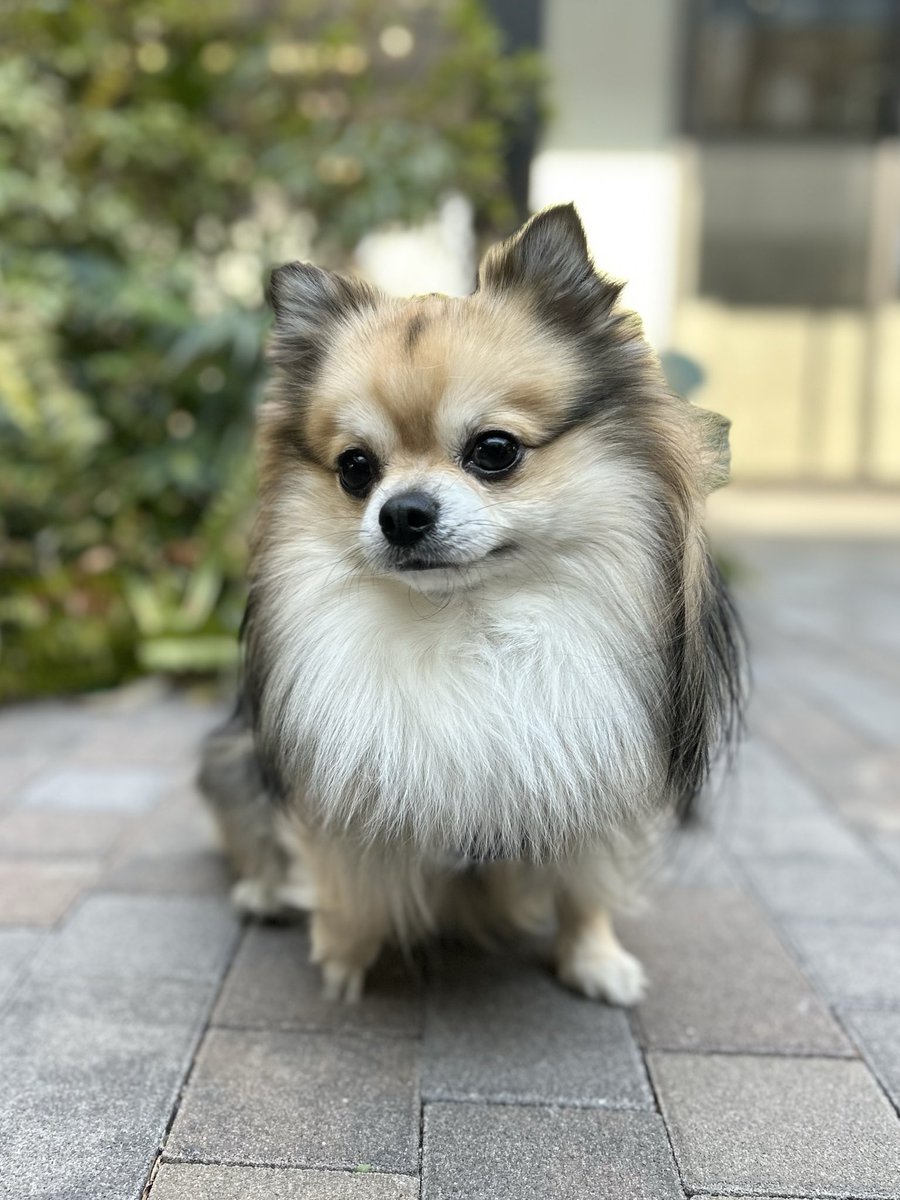 _ponta1116's tweet photo. ←マッチングアプリで会う約束した犬
　　　　　　　　　　　実際に来た犬→
#チワワ #ポメラニアン #ポメチワ
 #犬のいる暮らし https://t.co/ObLzQT6ym8