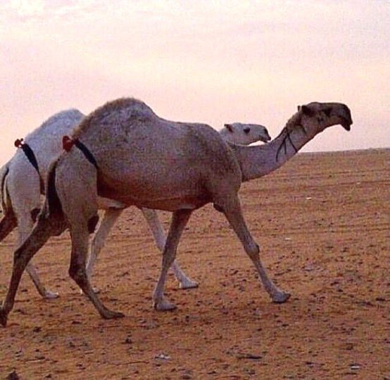 2tdii's tweet photo. @Fhii959736 @_llil11 ذي دباديب الجعوانيه يابوكك 🤣. https://t.co/twdeXyrhBJ