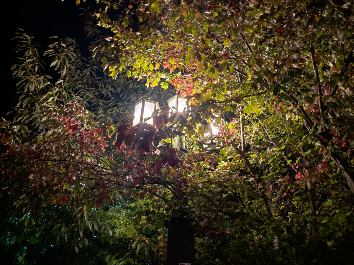 酒飲んでたら紅葉してて草www