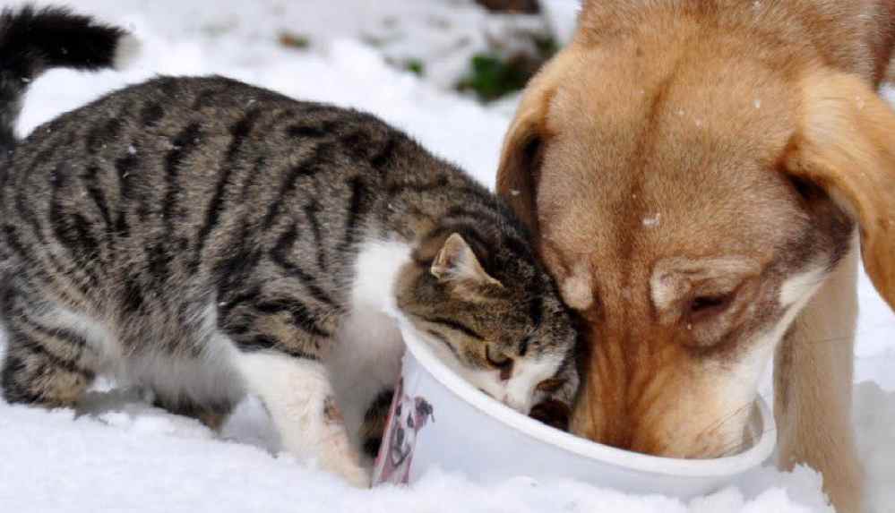 mantığın bittiği yerde cehennem başlar! 
biz 
#BESLEYECEĞİZ
#beslemeyasaklanamaz 
#HayvanaŞiddeteHayır