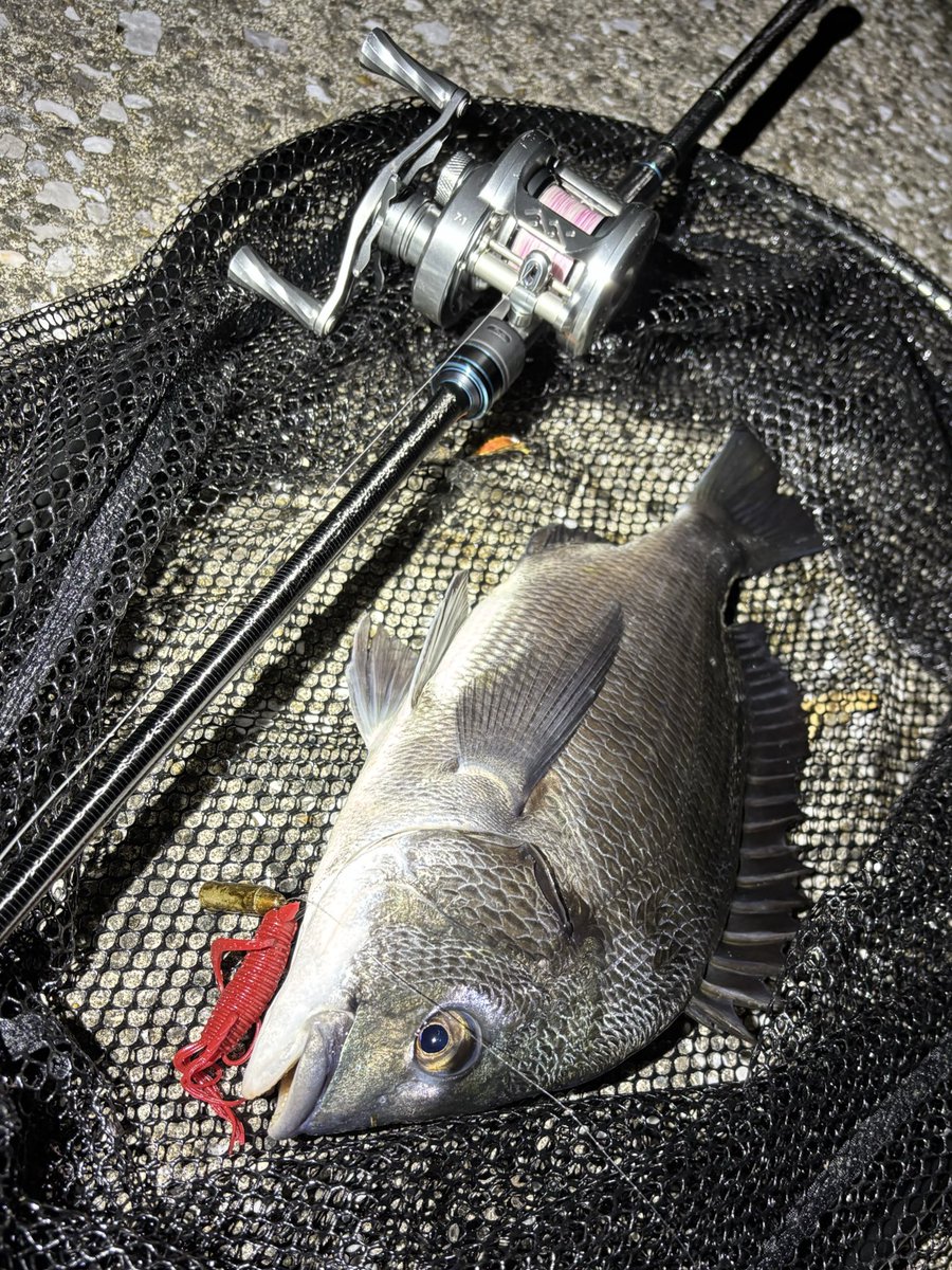 二週間ぶりに魚に出会えた
5H2G
水深70cm未満
まだまだシャローにいるね
#ospsaltwater
#ospソルトモニター2025
#ドライブホッグ
#LoongzeJapan 
#エアライト
#pr
#がまかつ
#寧音77H
#チニング