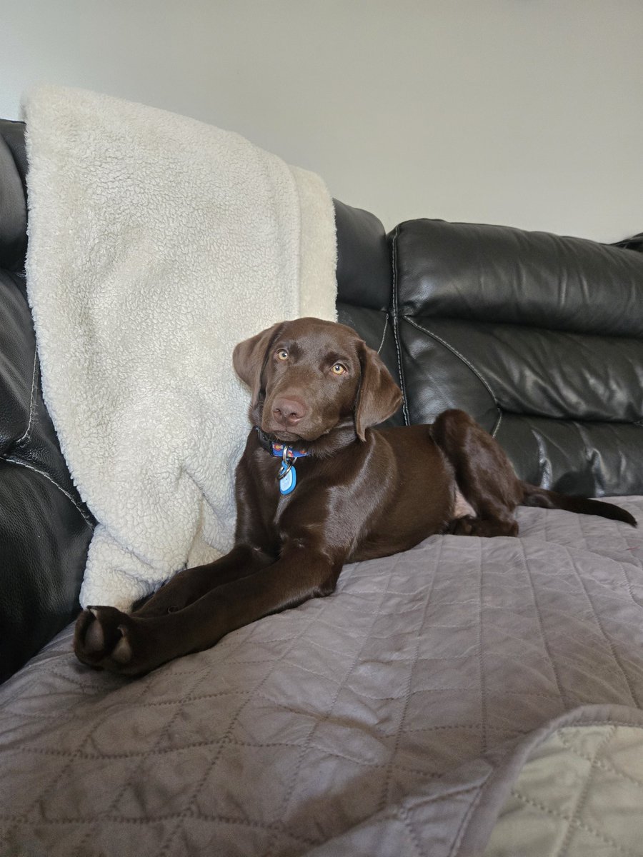 JoeDelmar1331's tweet photo. @fopminui Omg, I loved reading this story it warms my heart to know that these loving animals are capable to detect health issues and save lives. Not to mention they never forget their owners. They are such loyal dogs and love unconditionally. This is our 3rd Lab, she is 5 months. https://t.co/5GW5vVGAxb
