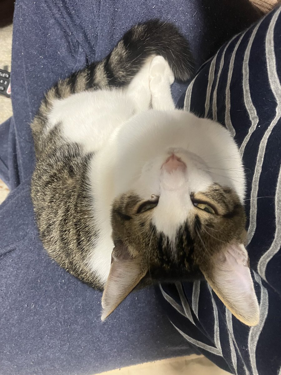 めっちゃ、甘え坊に育ててしまった！笑笑

教育方法は合ってるのだろうか？笑