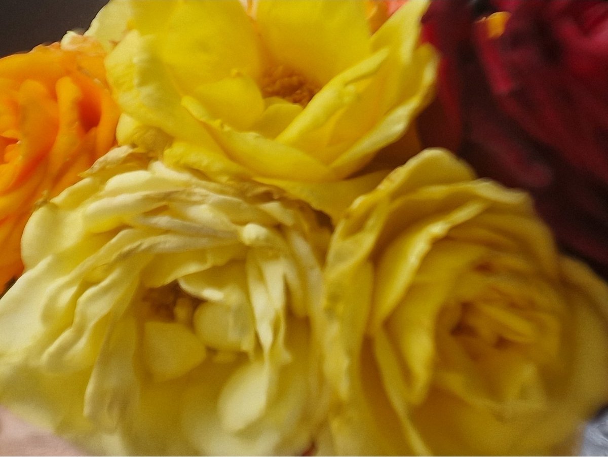 AngelaSimonini's tweet photo. Love for Roses 🌼🤍
~ memory of my recent Garden bouquet 🤍
May Peace & Happiness always 
find a way to all of us 🤍💫
Love to all of you 💕
Angela
.
#angelasimonini #art #artandroses #angiesflowerpictures #memory #roses #gardenoflove #godisthelight #peace #love #godislove #alwayslove