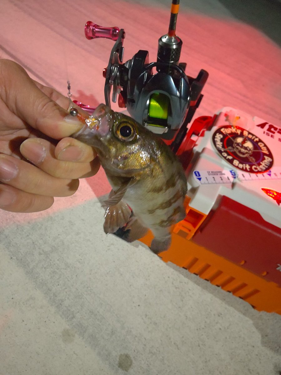 hanimal46's tweet image. 撃沈😒

撤収ー！

#南方作戦
#お二人様