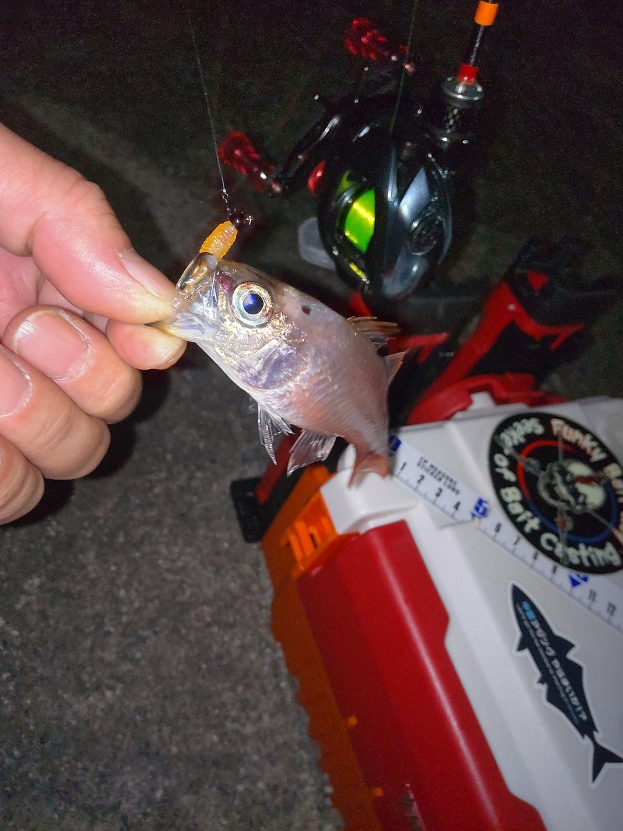 hanimal46's tweet image. 撃沈😒

撤収ー！

#南方作戦
#お二人様