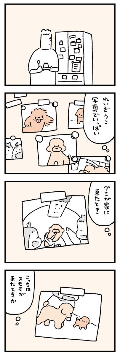 トイプードルとトイプードル22 