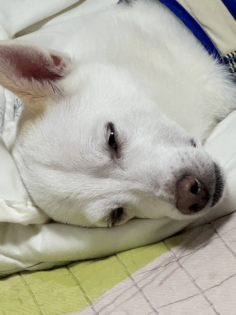 elica___01's tweet photo. 개가 피곤해서 눈 풀린거 본 적 있어?
보고가……………….. https://t.co/5QEokHCXX5