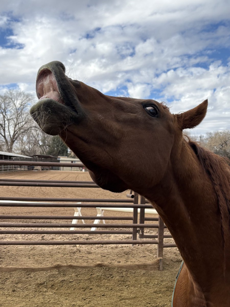 Horses too!! Arabian colt and his dad I used to work with as my example