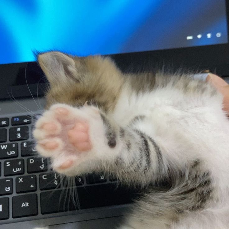 thearieses's tweet photo. MY CATTT https://t.co/NNxEFJpl5I