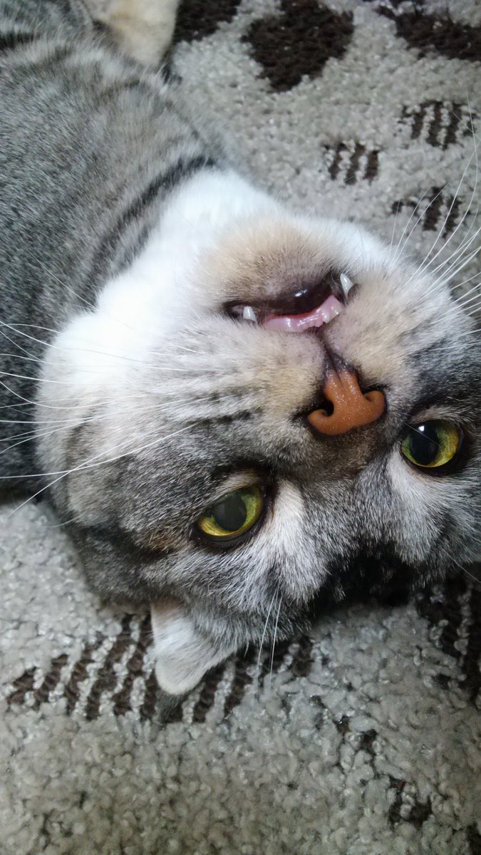 daikichimaruhan's tweet photo. #猫のいる暮らし 
#土アップ祭
寝てる所、急にドアップで
マルちゃんもビックリ https://t.co/BMIh2Xd1ej