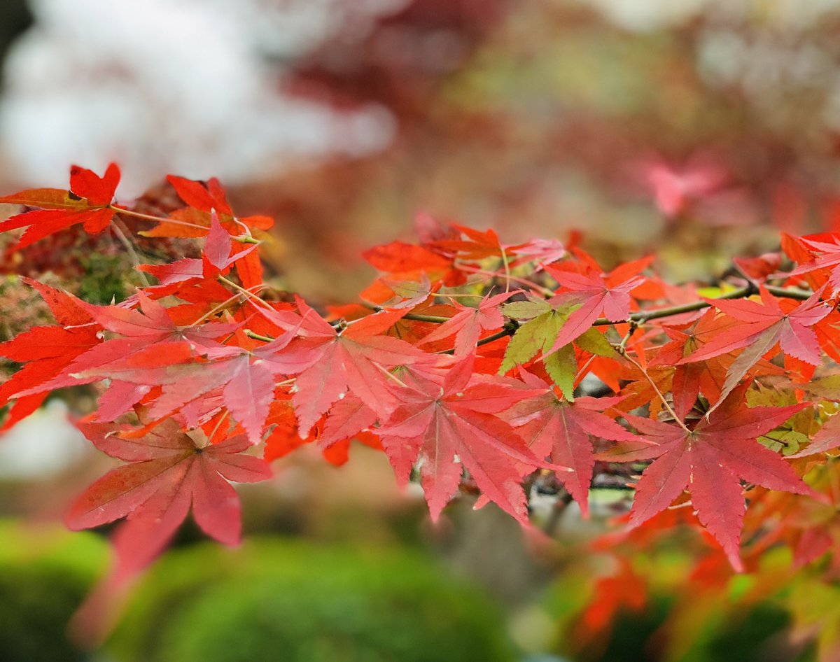 余白を持つと、 “ちゃんとしなきゃ”が静まる。

すると、次に動くタイミングが自然に見えてくる。
がんばりすぎてるときこそ、立ち止まる勇気を。
 #ご自愛 #差取り #心のリズム