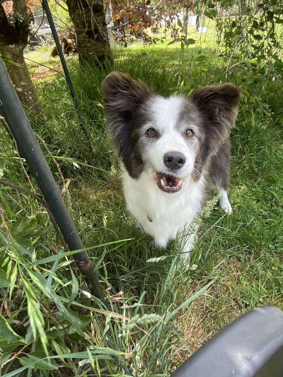 LonkDoodle tweet media