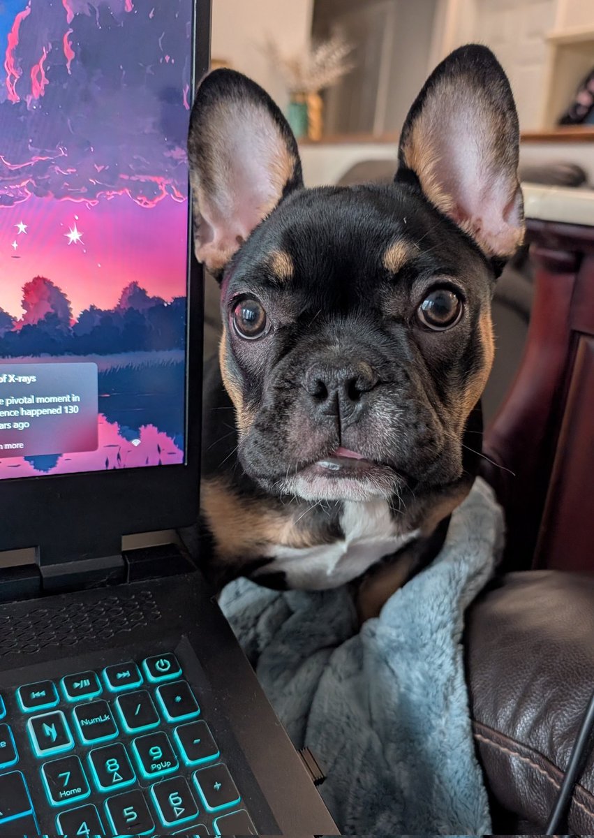 "Play..?"

#frenchbulldog #gamer #dogs