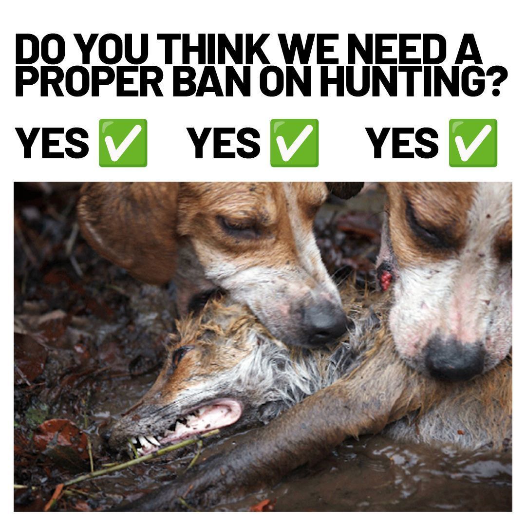 Use our tool to contact your MP for a proper ban on hunting: protectthewild.org.uk/endhuntingnow/