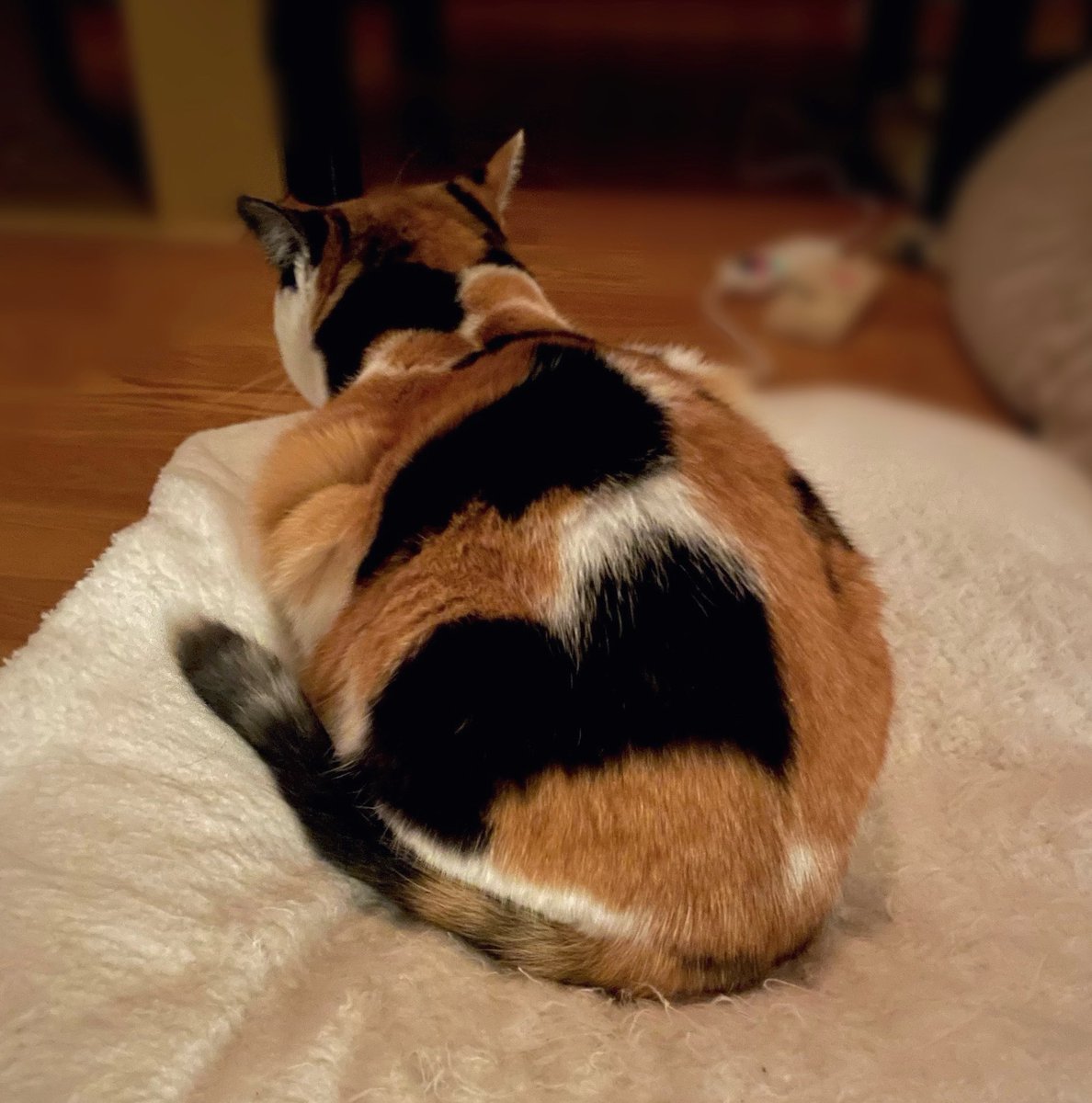 にゃんころもち (@sakura_nyancolo) / Posts / X