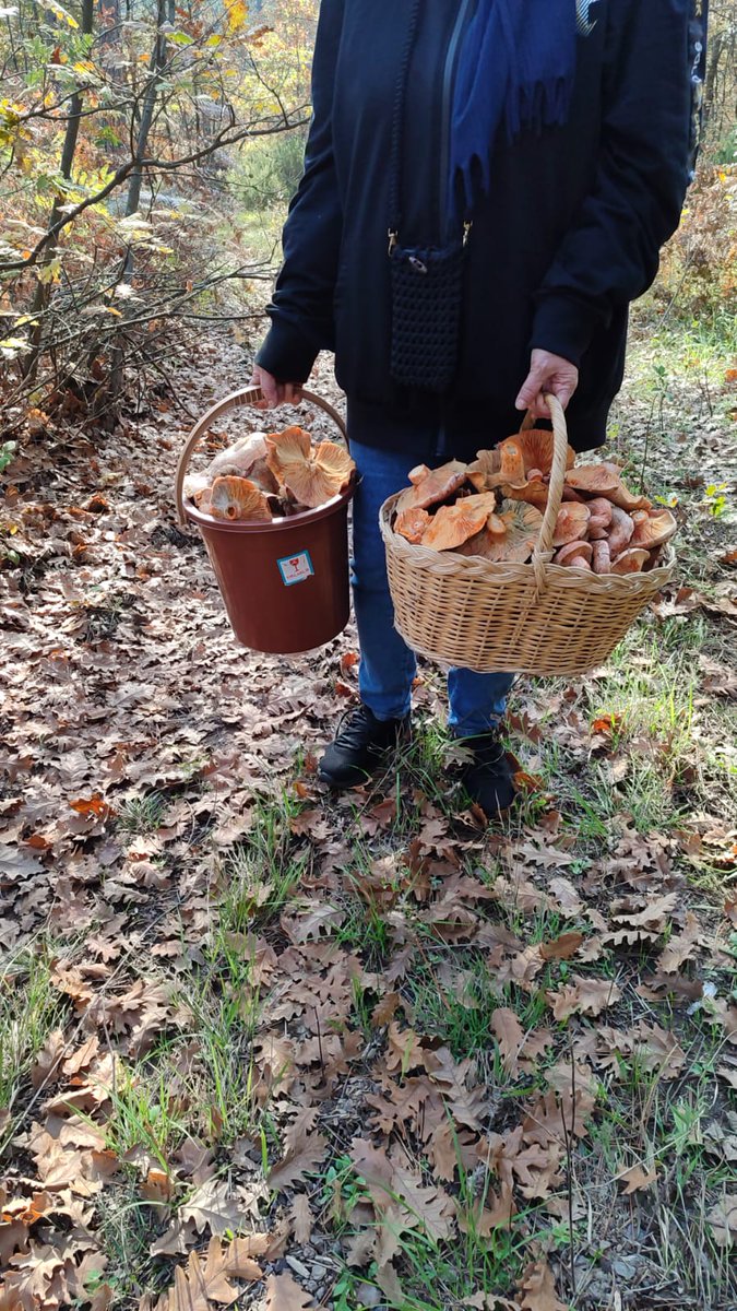 Bugünki rızkımız doğadan 🍄‍🟫🤲🤲
#mantar
#yayla
#armutlu