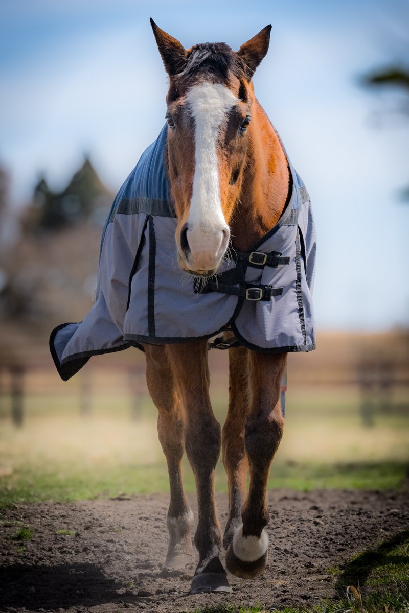 ロドクロ欲しい🎈🐴 tweet media