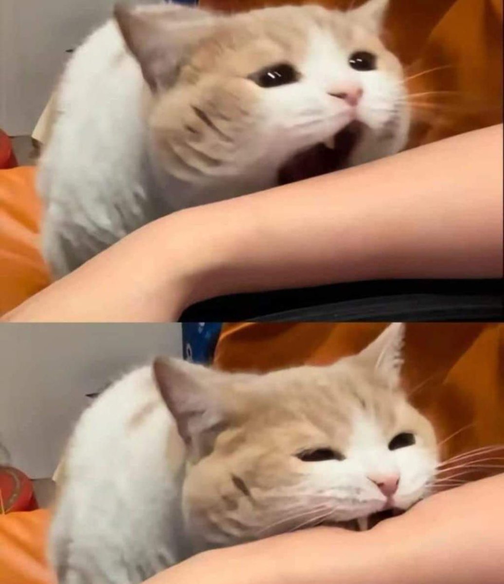 smol silly cat tweet media