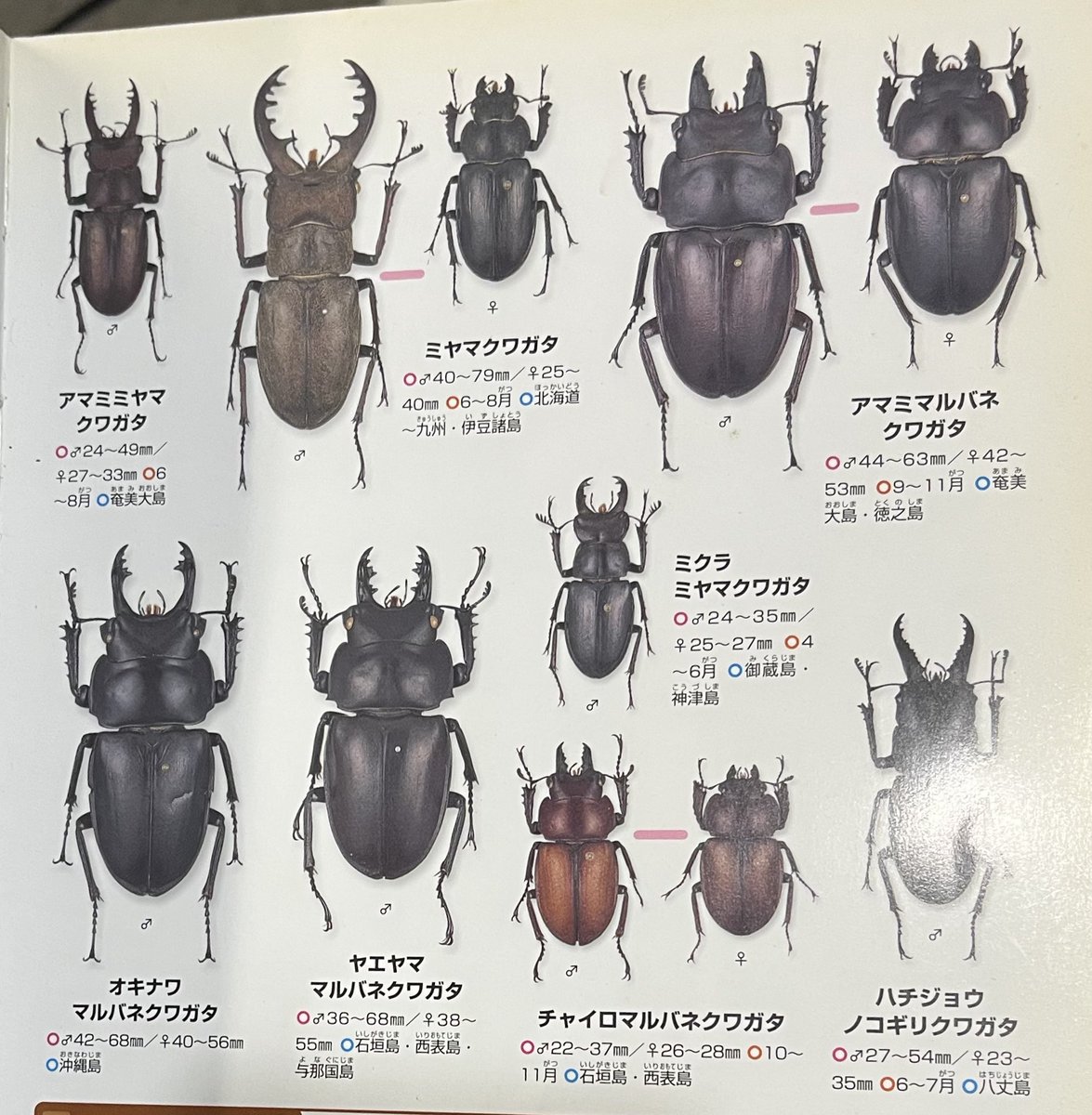 ノ*イ様 ヤクシマヒゴタイ ノ*イ様 ヤクシマヒゴタイ