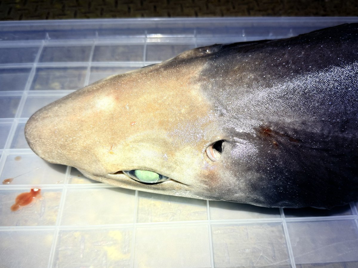 深海ザメ(タロウザメ)の顎の標本