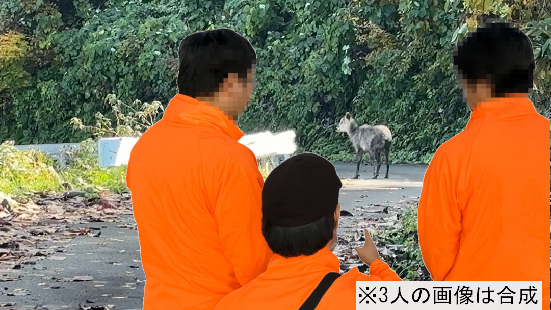 kawaguchi_safe's tweet image. ◆活動報告

熊出没スポットから、裏の山（市民の森）を巡回。

この山では人が少なく目撃情報は無いが、観光も兼ねて行ってみた。

ここでは山の途中に公園もあり、のどかで紅葉もあり絶景であった。

後半下りてゆく際に、なんと『ニホンカモシカ』を発見！…