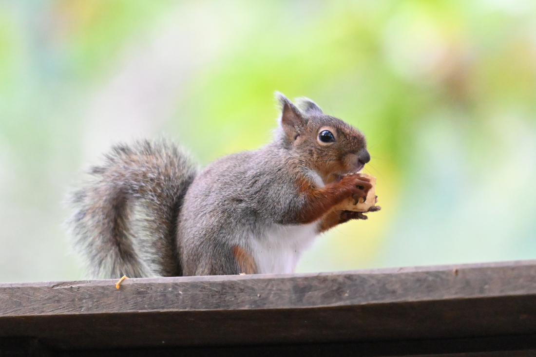 部屋を浄化・パワースポット化♥二コラ・テスラ発明パープルプレート大