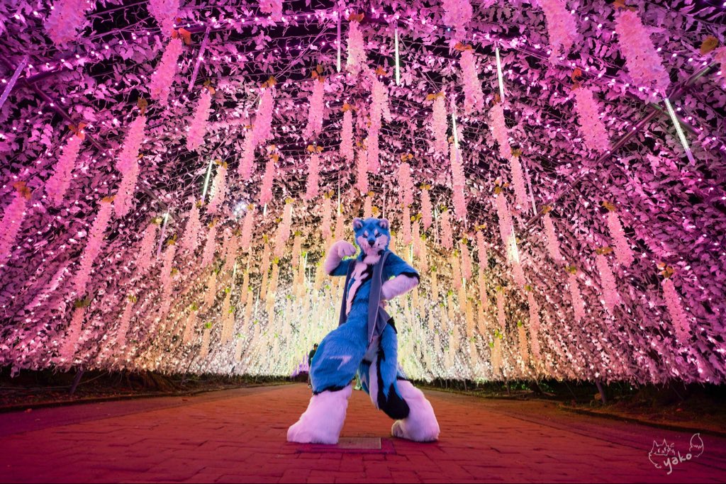 🩵🩵
#Kemocon18 

📷: <a href="/yako568987/">Yako➡️FurryJOA🇰🇷</a>